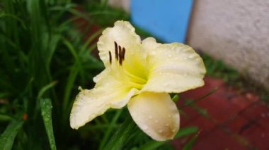 Beyaz Lily. Beyaz taçyapraklı güzellik bahçesi zambağı bahçe fotoğrafçılığı. Yeşil arka planda çiçek duvar kâğıdı Lilium Bitkisi. Bahçedeki beyaz zambak