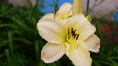 Beyaz Lily. Beyaz taçyapraklı güzellik bahçesi zambağı bahçe fotoğrafçılığı. Yeşil arka planda çiçek duvar kâğıdı Lilium Bitkisi. Bahçedeki beyaz zambak