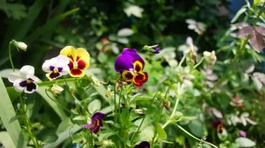 Çok çeşitli renklerde canlı nonoşlar çiçek açıyor. Çiçek tarlasında yumuşacık çiçekler serpilmiş ve çiçek açıyor. Mor ve beyaz yapraklı bir nonoş. Melez Pansy. Renkli nonoş çiçekleri