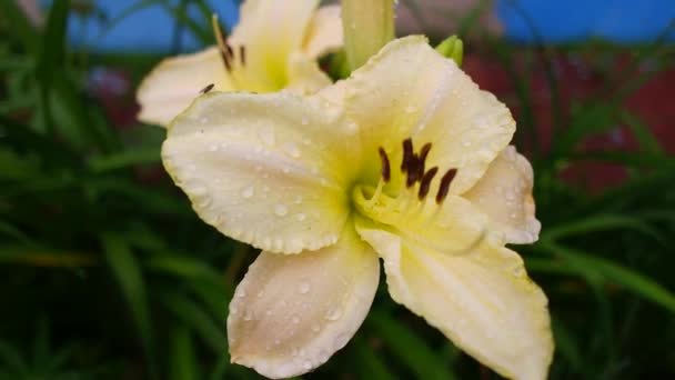 White Lily Beauty Garden Lily White Petals Closeup Garden Photography — Vídeos de Stock