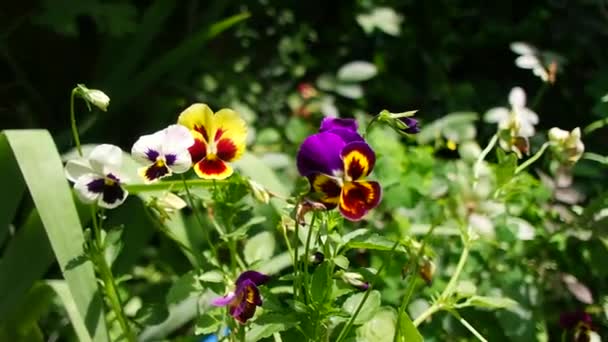 Closeup Vibrant Pansy Blossoms Variety Colors Pansy Flowers Flower Bed — Stock Video