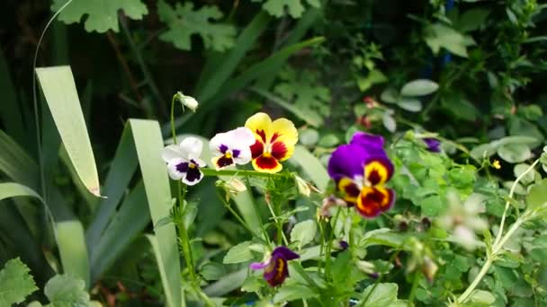 Closeup Vibrant Pansy Blossoms Variety Colors Pansy Flowers Flower Bed — Wideo stockowe
