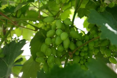 Bir demet üzüm. Olgunlaşmamış üzüm. Asma ve yapraklar. Yeşil üzümler. Üzümlü ve çiçekli üzüm üzümleri. Küçük üzümlü sarmaşık çiçekleri..