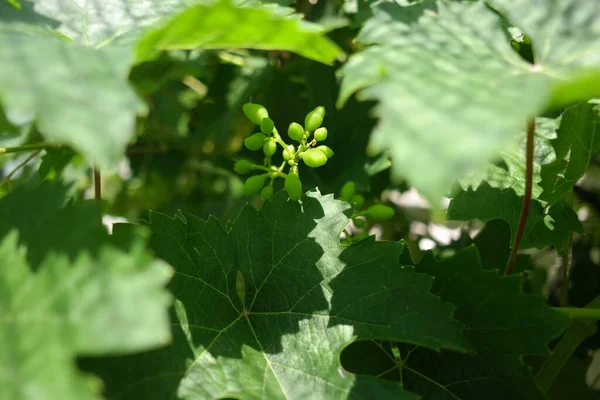 Bunches Grapes Unripe Grapes Vine Leaves Green Grapes Grapevine Baby — Stockfoto