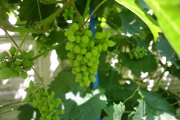 bunches of grapes. unripe grapes. vine and leaves. Green grapes. Grapevine with baby grapes and flowers - flowering of the vine with small grape berries.