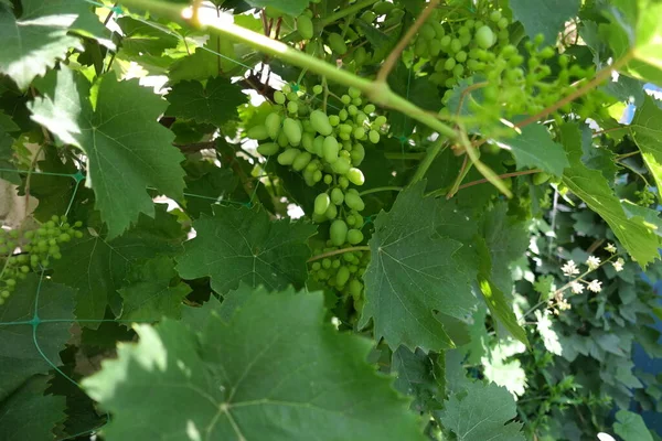 bunches of grapes. unripe grapes. vine and leaves. Green grapes. Grapevine with baby grapes and flowers - flowering of the vine with small grape berries.