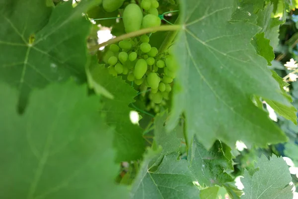 Cachos Uvas Uvas Não Maduras Videira Folhas Uvas Verdes Videira — Fotografia de Stock