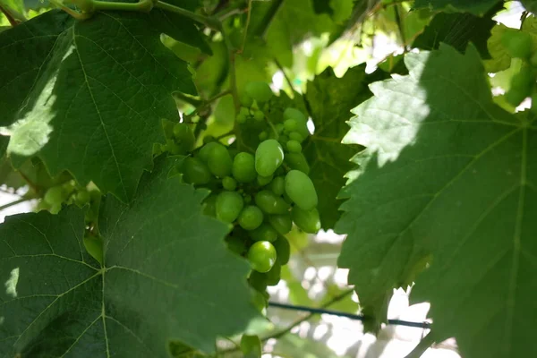 bunches of grapes. unripe grapes. vine and leaves. Green grapes. Grapevine with baby grapes and flowers - flowering of the vine with small grape berries.