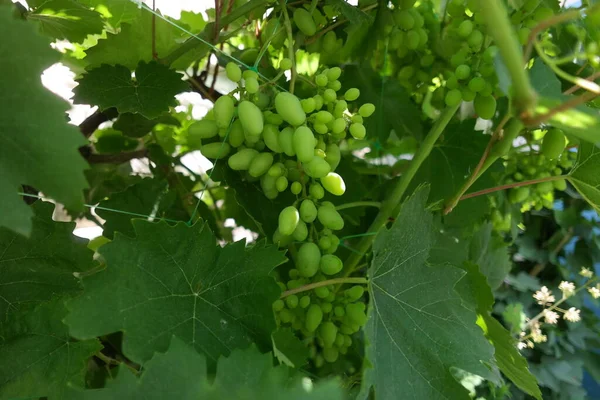 bunches of grapes. unripe grapes. vine and leaves. Green grapes. Grapevine with baby grapes and flowers - flowering of the vine with small grape berries.