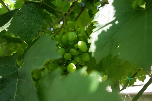 Des Grappes Raisin Raisins Non Mûrs Vigne Feuilles Raisins Verts — Photo