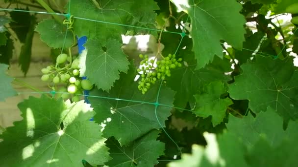 Bunches Grapes Unripe Grapes Vine Leaves Green Grapes Grapevine Baby — Vídeo de Stock