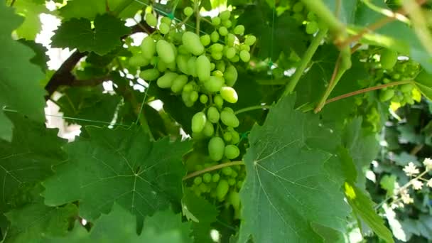 Bunches Grapes Unripe Grapes Vine Leaves Green Grapes Grapevine Baby — Stok video