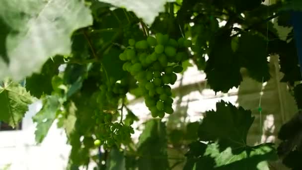 Bir Demet Üzüm Olgunlaşmamış Üzüm Asma Yapraklar Yeşil Üzümler Üzümlü — Stok video