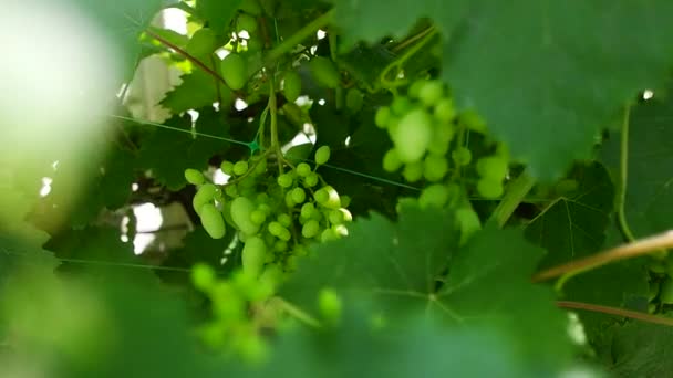 Bunches Grapes Unripe Grapes Vine Leaves Green Grapes Grapevine Baby — Vídeo de stock