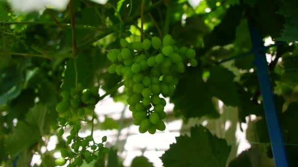 Bunches Grapes Unripe Grapes Vine Leaves Green Grapes Grapevine Baby — Stok Video