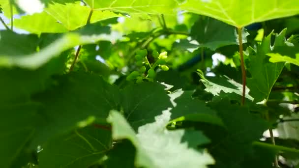 Bir Demet Üzüm Olgunlaşmamış Üzüm Asma Yapraklar Yeşil Üzümler Üzümlü — Stok video