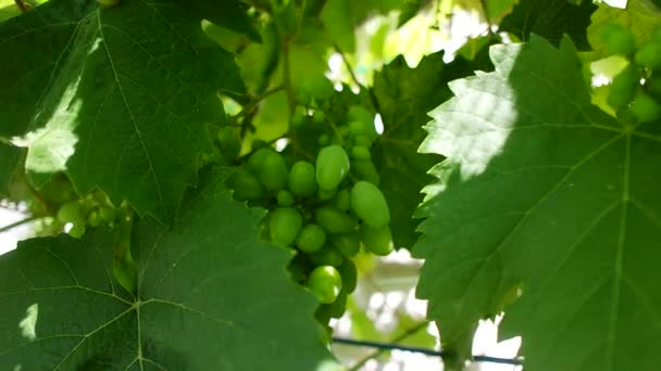 Bunches Grapes Unripe Grapes Vine Leaves Green Grapes Grapevine Baby — 图库视频影像