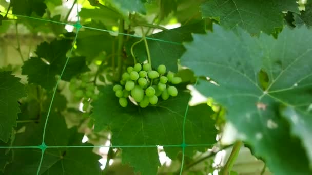 Bunches Grapes Unripe Grapes Vine Leaves Green Grapes Grapevine Baby — Video