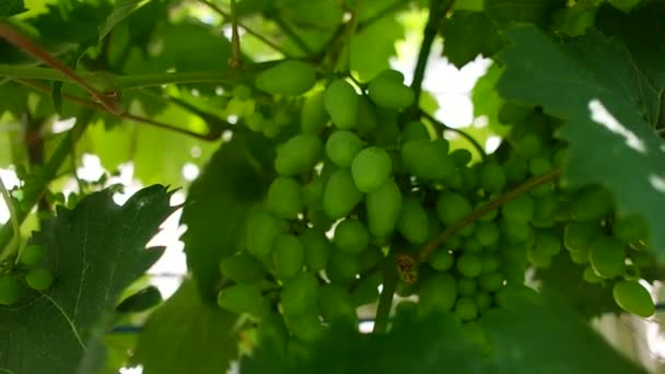 Bunches Grapes Unripe Grapes Vine Leaves Green Grapes Grapevine Baby — Videoclip de stoc