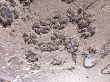 Kum izleri. Pençe ve ayakkabı izleri. Hayvan pençesi izleri. İnsan ayak izleri.