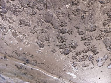 Kum izleri. Pençe ve ayakkabı izleri. Hayvan pençesi izleri. İnsan ayak izleri.