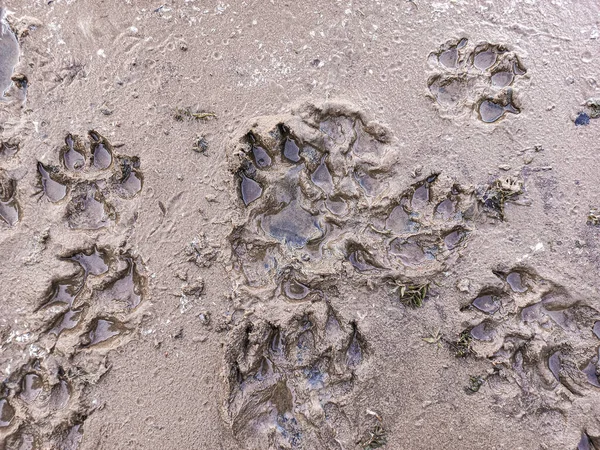 sand prints. paw and shoe prints. animal paw prints. human footprints.