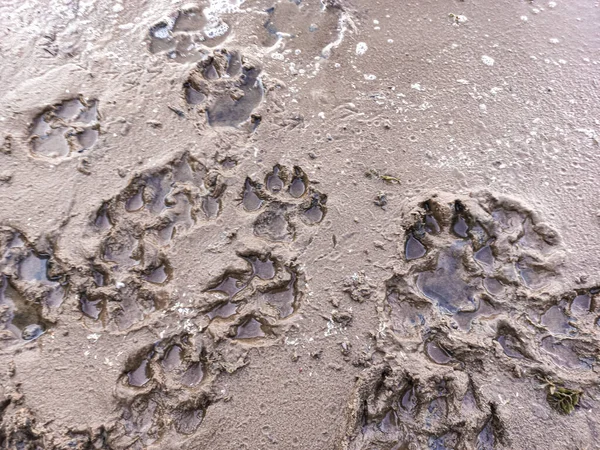 sand prints. paw and shoe prints. animal paw prints. human footprints.