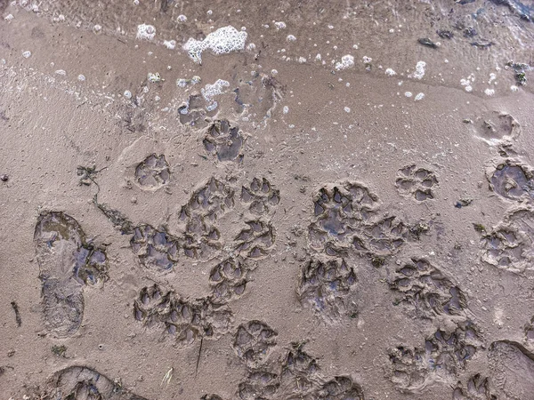 sand prints. paw and shoe prints. animal paw prints. human footprints.