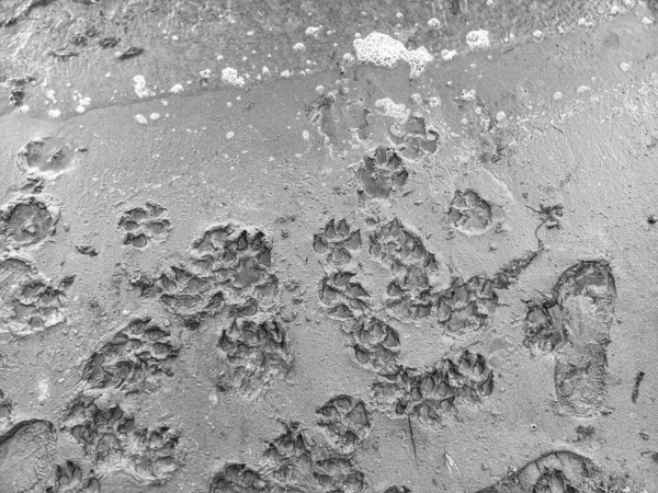 sand prints. paw and shoe prints. animal paw prints. human footprints.