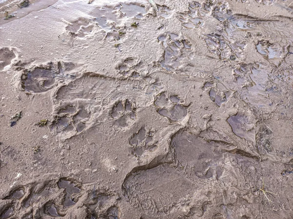 Sand Prints Paw Shoe Prints Animal Paw Prints Human Footprints — Stockfoto