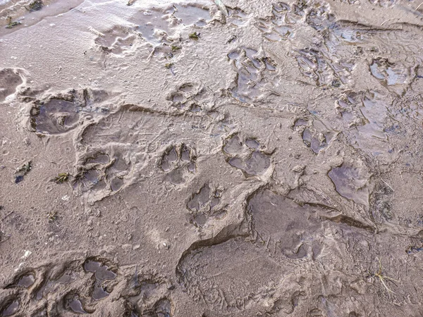 sand prints. paw and shoe prints. animal paw prints. human footprints.