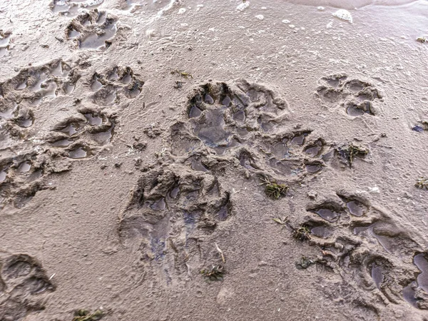 sand prints. paw and shoe prints. animal paw prints. human footprints.