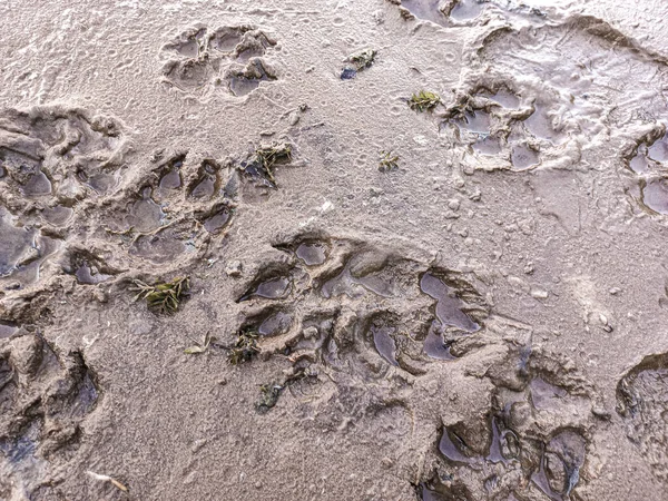 sand prints. paw and shoe prints. animal paw prints. human footprints.