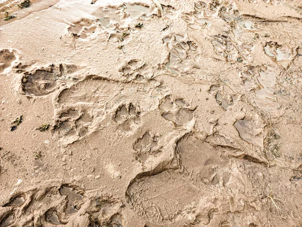sand prints. paw and shoe prints. animal paw prints. human footprints.