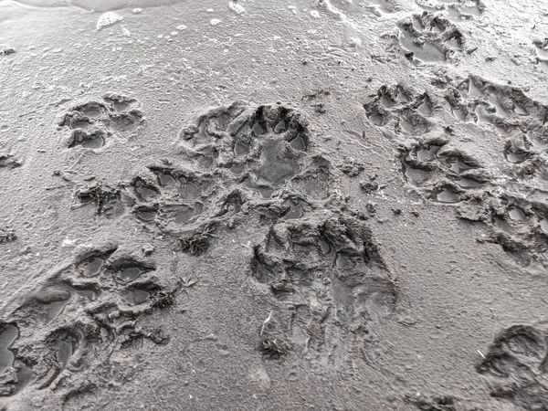 sand prints. paw and shoe prints. animal paw prints. human footprints.