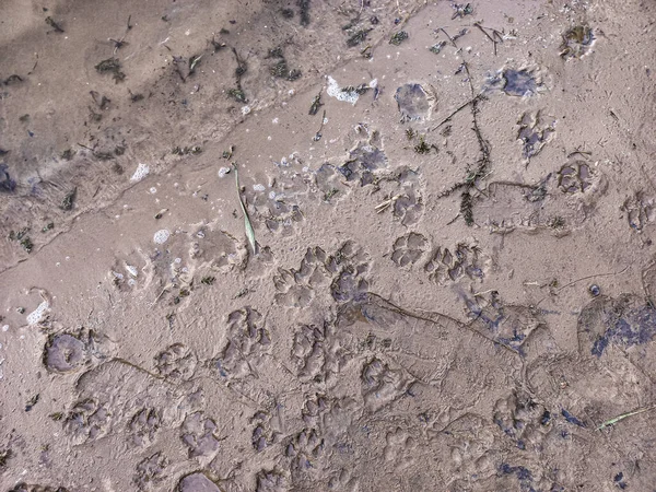 sand prints. paw and shoe prints. animal paw prints. human footprints.