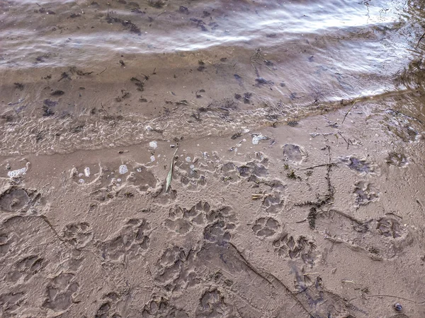 sand prints. paw and shoe prints. animal paw prints. human footprints.