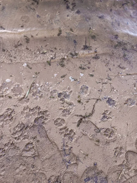 sand prints. paw and shoe prints. animal paw prints. human footprints.