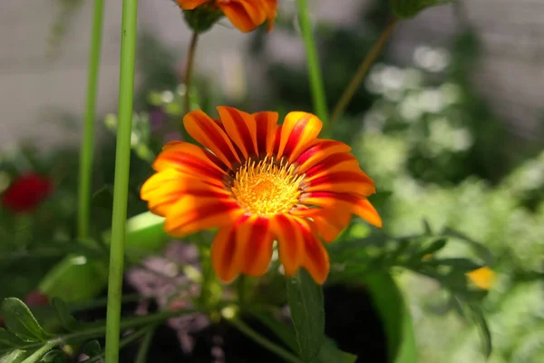 Beautiful Orange Flower Yellow Flower Green Pot Bright Summer Flower — Stock Photo, Image