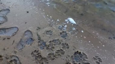 Kum izleri. Pençe ve ayakkabı izleri. Hayvan pençesi izleri. İnsan ayak izleri.