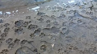 Kum izleri. Pençe ve ayakkabı izleri. Hayvan pençesi izleri. İnsan ayak izleri.