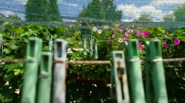 Mandallar. Plastik mandallar ipte bir sırada asılı duruyor. Açık havada, güneşli bir bahçede bulanık bir arka planda. Sokakta çamaşır ipi var. Mandallar. İpteki eski kazıklar..