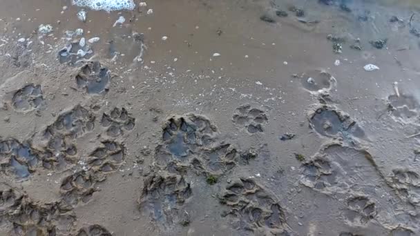 Sand Prints Paw Shoe Prints Animal Paw Prints Human Footprints — Vídeos de Stock