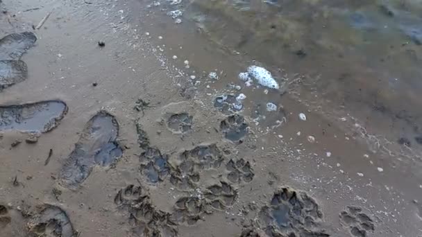 Sand Prints Paw Shoe Prints Animal Paw Prints Human Footprints — Stockvideo