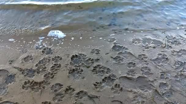 Sand Prints Paw Shoe Prints Animal Paw Prints Human Footprints — Stockvideo