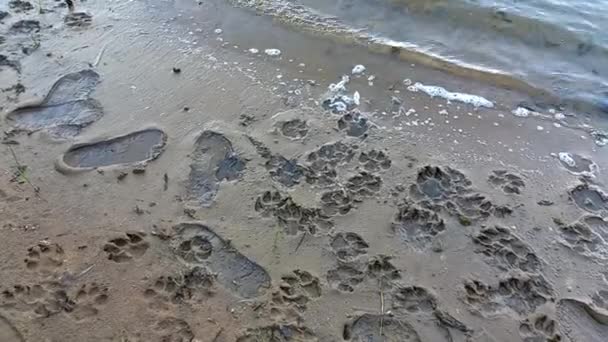 Sand Prints Paw Shoe Prints Animal Paw Prints Human Footprints — Stock Video