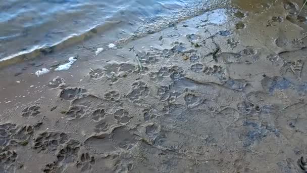 Отпечатки Песка Отпечатки Лап Обуви Следы Лап Животных Человеческий След — стоковое видео