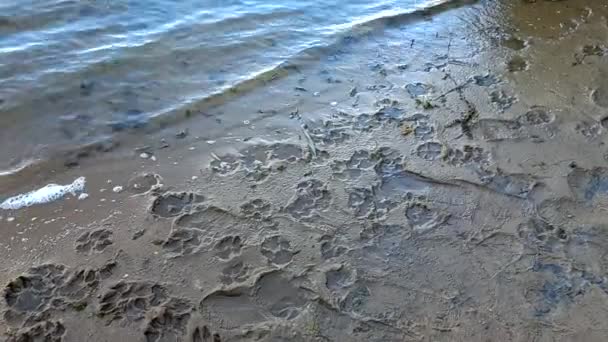 Sand Prints Paw Shoe Prints Animal Paw Prints Human Footprints — Vídeo de Stock