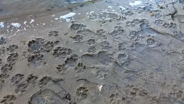 Impronte Sabbia Impronte Zampe Scarpe Impronte Zampe Animali Impronte Umane — Video Stock
