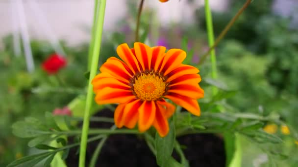 Красивый Оранжевый Цветок Желтый Цветок Зеленом Горшке Яркий Летний Цветок — стоковое видео
